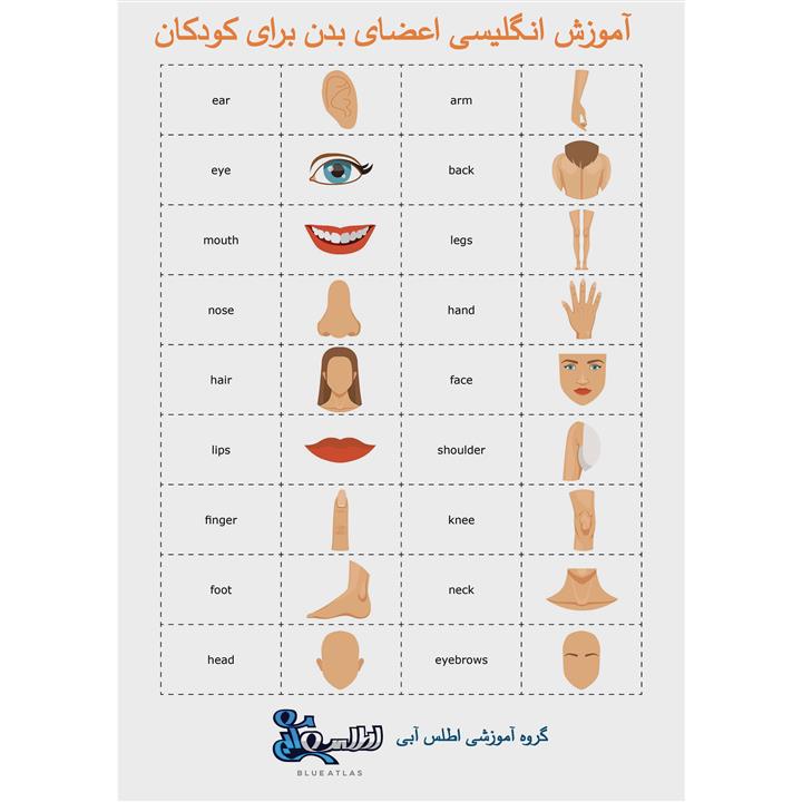 بازی آموزشی انگلیسی اطلس آبی طرح اعضا بدن مدل TE1006